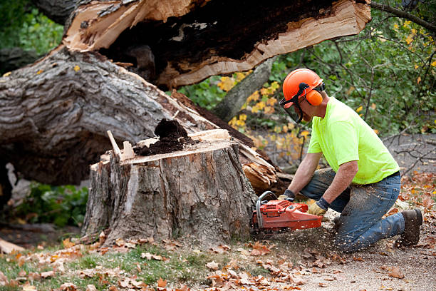 Trusted Sunbury, OH Tree Service Experts